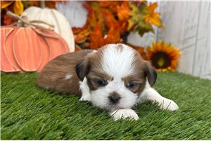Karina - puppy for sale