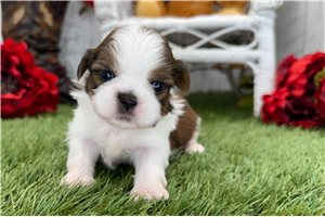 Tennessee - Shih Tzu for sale