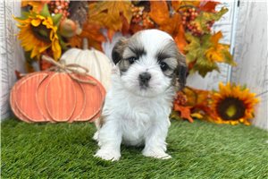 Kamila - puppy for sale