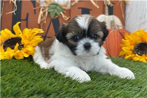 Coco - Shih Tzu for sale