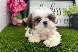 Zinnia - Shih Tzu for sale