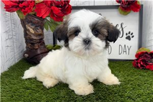 Solomon - Shih Tzu for sale