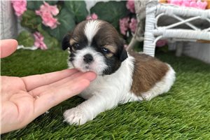 Coco - Shih Tzu for sale