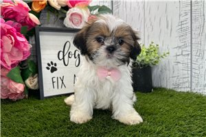 Wyatt - puppy for sale