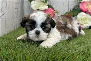 Leon - Shih Tzu for sale