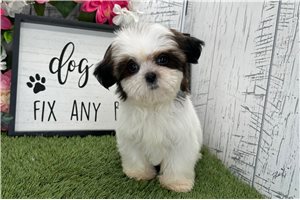 Lydia - puppy for sale