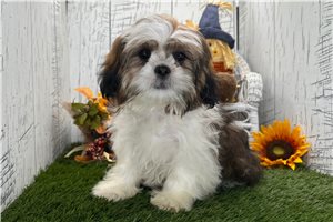 Chewbacca - Shih Tzu, placed in South Bend / Michiana