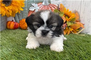 Mincus - puppy for sale