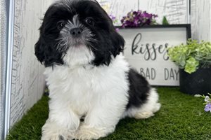 Samuel - Shih Tzu for sale