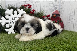 Christopher - puppy for sale