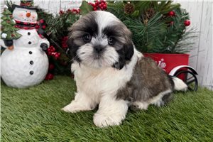 Gidget - puppy for sale