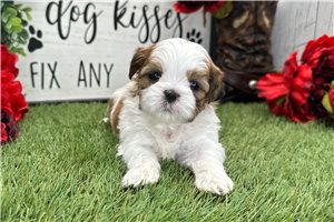 Luciana - Shih Tzu for sale