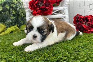Calvin - Shih Tzu for sale