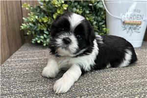Sweetheart - puppy for sale