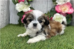 Liza - Shih Tzu for sale