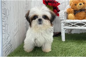 Leilani - Shih Tzu for sale