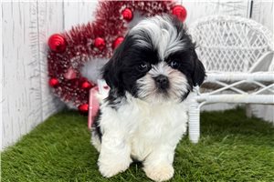 Stella - puppy for sale