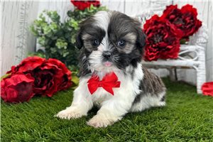 Lennon - Shih Tzu for sale