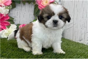 Maria - puppy for sale