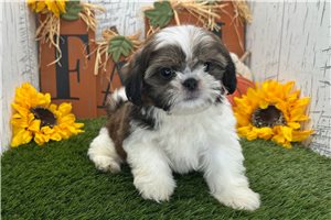 Baxter - Shih Tzu for sale