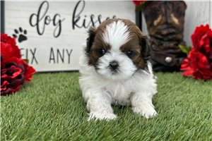 Marilyn - Shih Tzu for sale