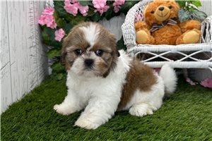 Teesha - Shih Tzu for sale