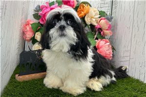 Giovanni - Shih Tzu for sale