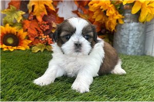 Valerie - Shih Tzu for sale