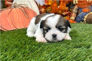 Riley - puppy for sale