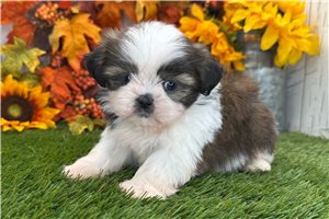 Rhett - Shih Tzu for sale