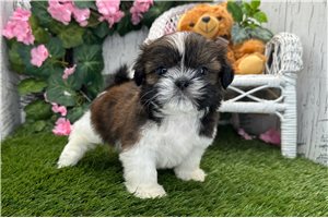 Bronson - Shih Tzu for sale