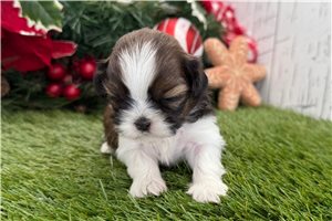 Florence - puppy for sale
