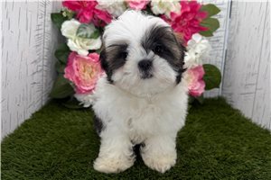 Elijah - Shih Tzu for sale
