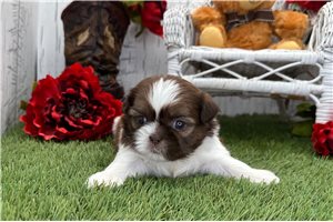 Rissa - Shih Tzu for sale