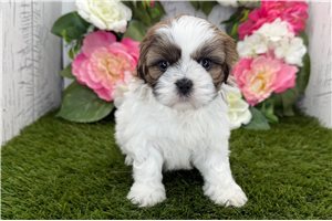 Isabella - Shih Tzu for sale