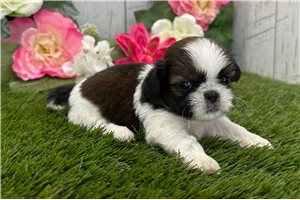 Brady - puppy for sale
