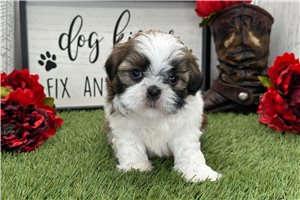 Calvin - Shih Tzu for sale