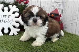 Fernando - puppy for sale