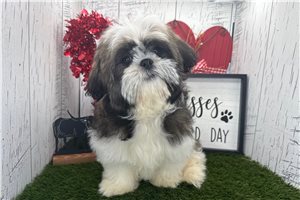 Gunther - Shih Tzu for sale