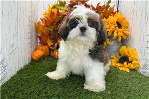Brent - Shih Tzu for sale
