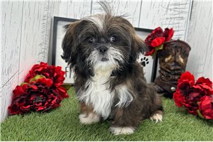 Zolan - Shih Tzu for sale