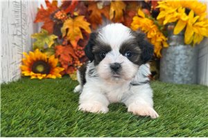 Ruger - Shih Tzu for sale