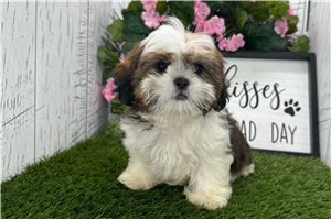 Chewbacca - Shih Tzu for sale