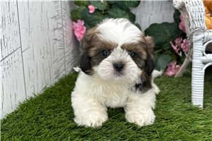 Brent - Shih Tzu for sale