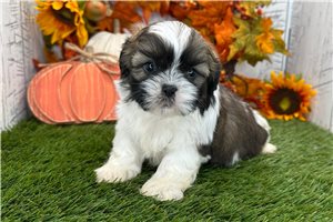 Wendell - Shih Tzu for sale