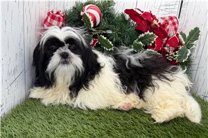 Josephine - Shih Tzu for sale