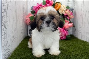 Wyatt - Shih Tzu for sale