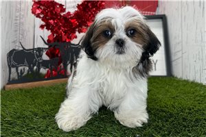 Hillary - puppy for sale