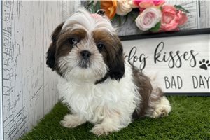 Hitch - Shih Tzu for sale