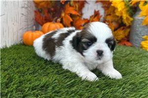 Waylon - puppy for sale